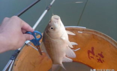 台钓鲫鱼,轻松捕捉水族之美
