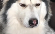 阿拉斯加雪橇犬和哈士奇的区别,体型、性格与用途的全面对比